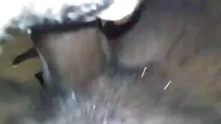 Bimbo tres grosses salopes lascive chevauche la bite de son amant en position de cowgirl inversée